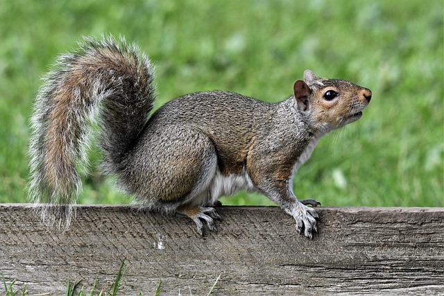 Understanding Squirrel Behavior for Effective Residential Treatment