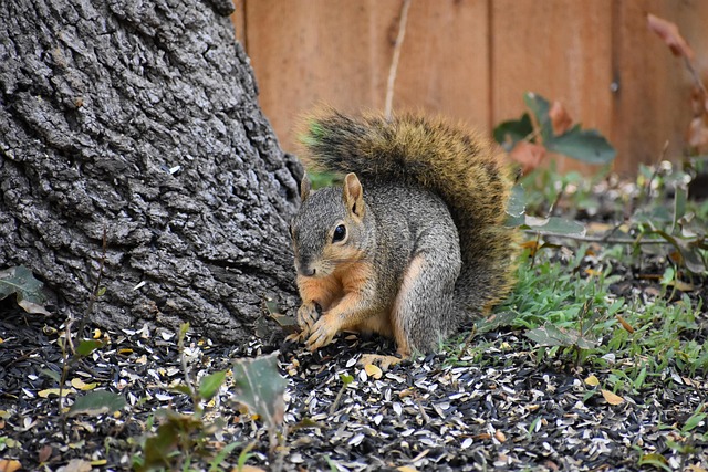 Squirrel Seasonal Activity: A Comprehensive Guide for Residential Treatment