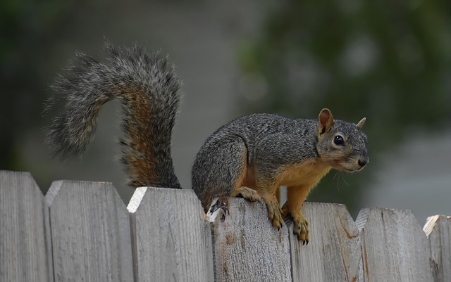 Customized Squirrel Control Plans: Protect Wiring and Insulation