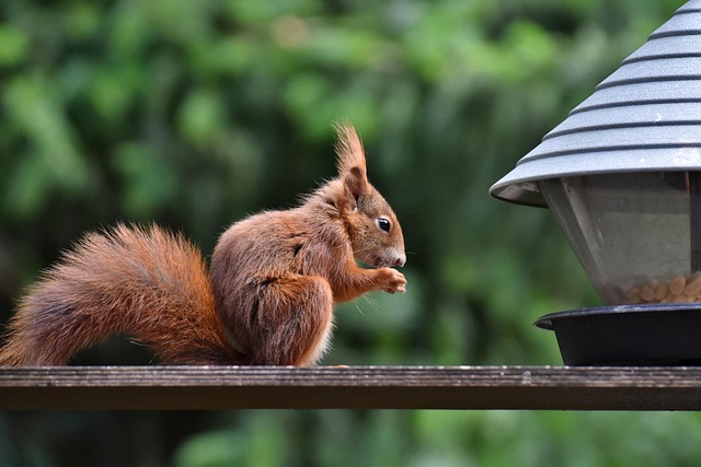 Debunking Squirrel Control Myths: Eco-Friendly Solutions Proven Effective