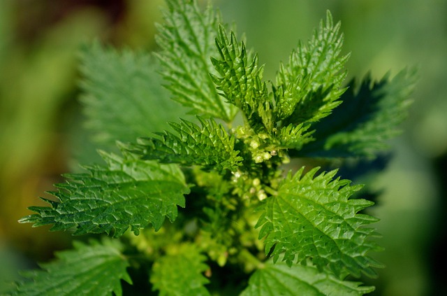 stinging-pest-640x480-42695660.jpeg
