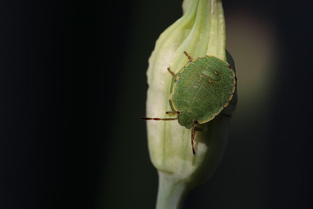 stink-bug-640x480-12972888.jpeg