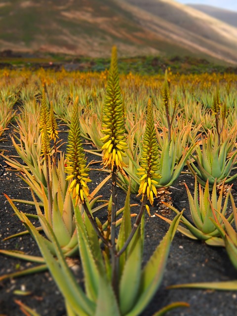 Winter-Proof Your Plants: Indoor and Outdoor Care Guide