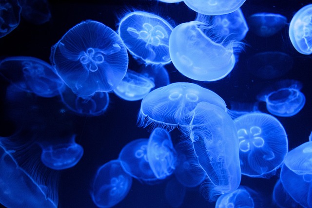 tailor-made-aquariums-640x480-26572816.jpeg