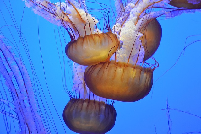 tailor-made-aquariums-640x480-30219115.jpeg