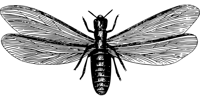 termite-640x480-41083400.png