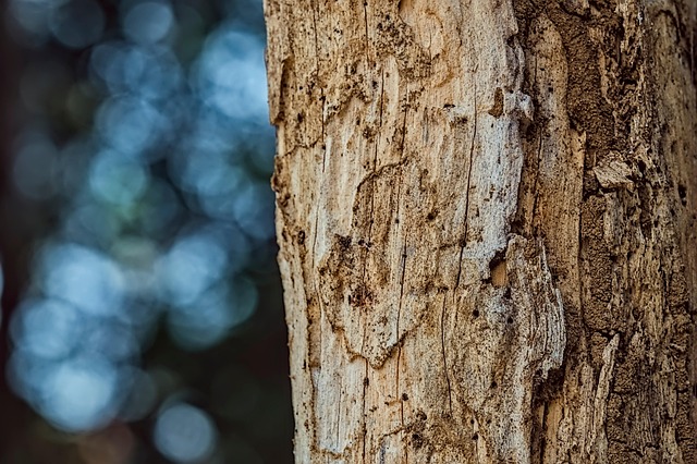 termite-640x480-88501911.jpeg