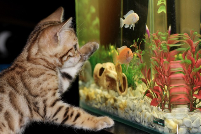 themed-aquariums-640x480-97657063.jpeg