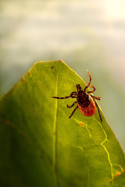 tick-640x480-1248671.jpeg