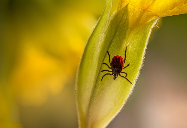 ticks-640x480-35809284.jpeg