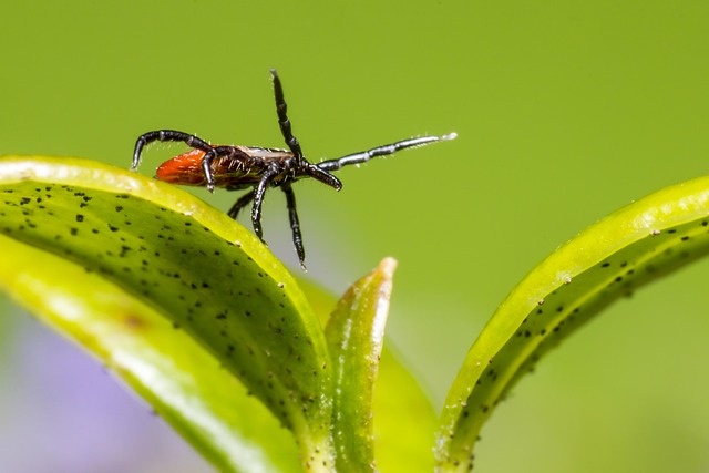 ticks-640x480-55208870.jpeg