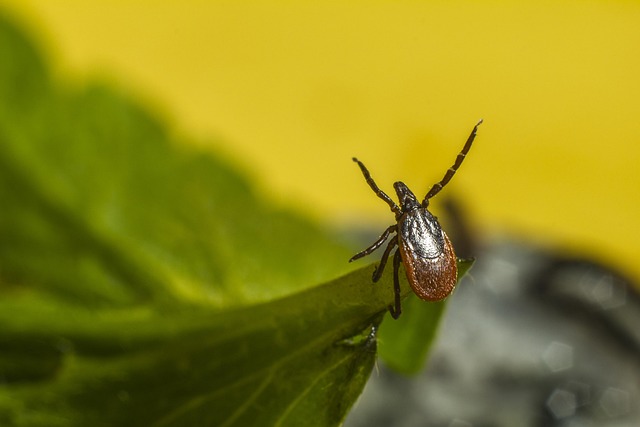 ticks-640x480-69911292.jpeg