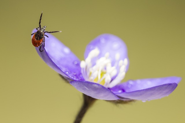 ticks-640x480-73829826.jpeg