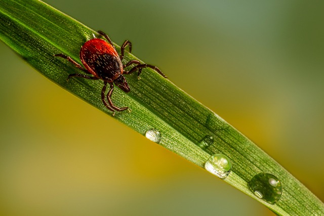 ticks-640x480-99880175.jpeg