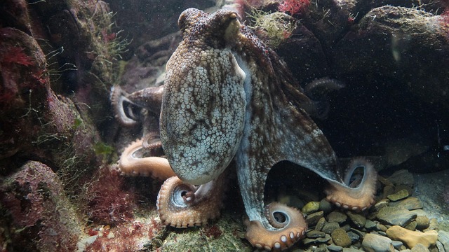 Glow-in-the-Dark Reefs: Unveiling Fluorescent Aquatic Wonders