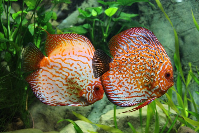 unique-aquarium-environments-640x480-40220354.jpeg