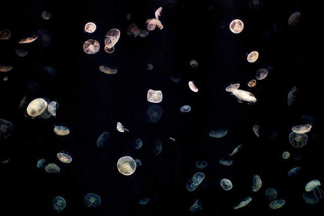 wall-mounted-custom-aquariums-640x480-53602725.jpeg