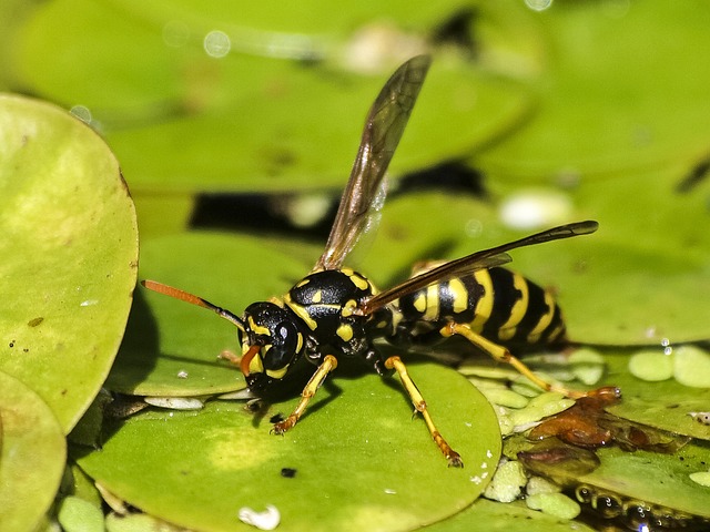 wasp-640x480-45548208.jpeg