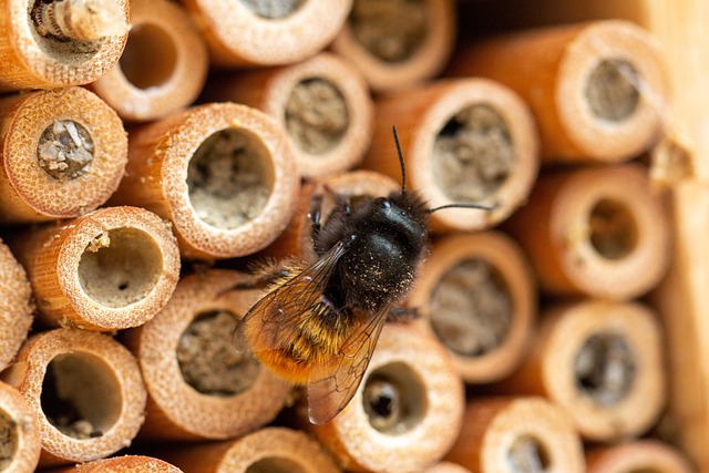 Affordable Wasp Prevention & Natural Repellents for Your Space