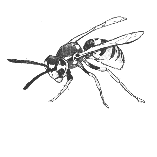 wasp-640x480-69558046.png