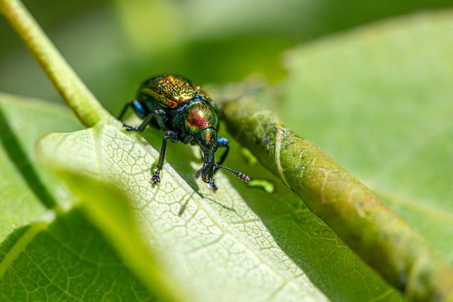weevil-640x480-30643499.jpeg