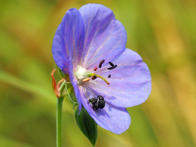 Mastering Grain Weevil Control: Comprehensive Inspections and Management Strategies