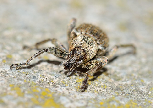 weevils-640x480-15917267.jpeg
