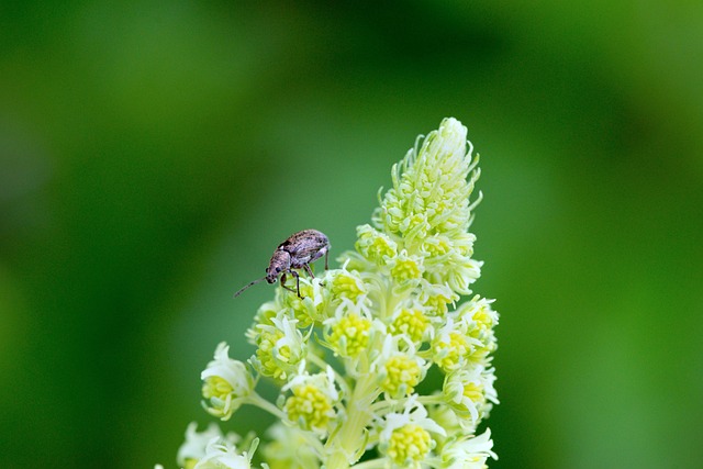 weevils-640x480-24344357.jpeg