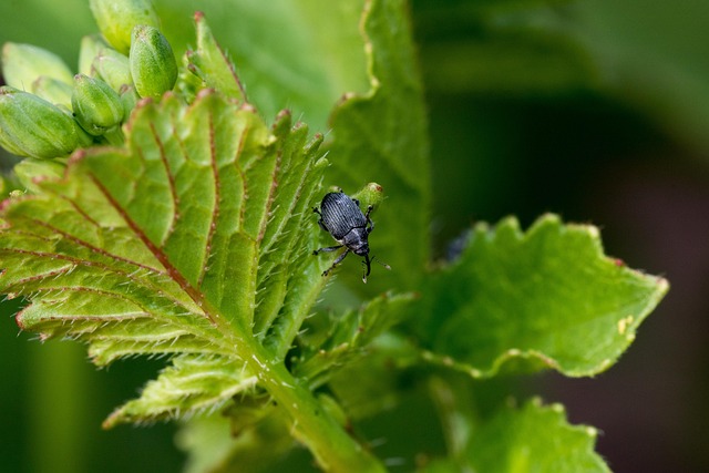 weevils-640x480-66831975.jpeg