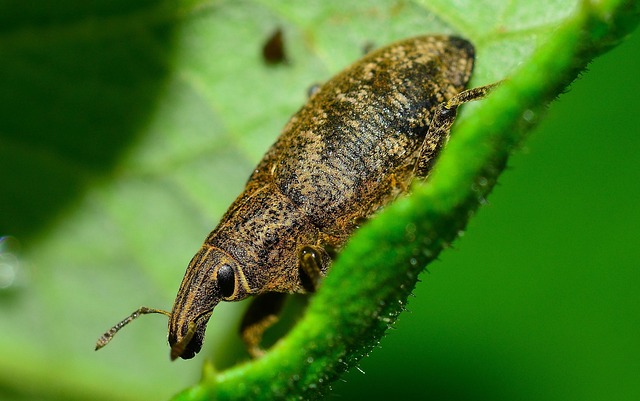 weevils-640x480-76591986.jpeg