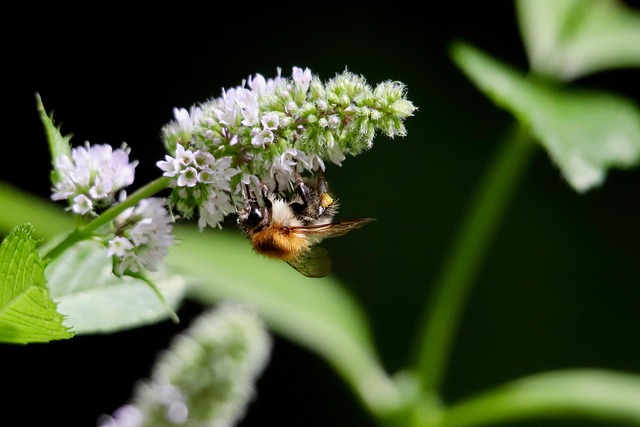 Eco-Friendly Wood Insect Solutions: Professional Sealing for Long-Term Protection
