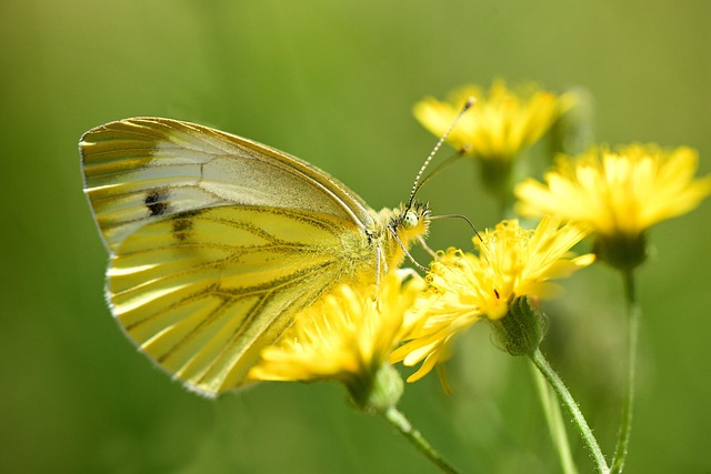 woodboring-insect-640x480-81898276.jpeg