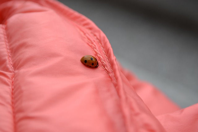 yellow-jacket-insect-640x480-30495679.jpeg