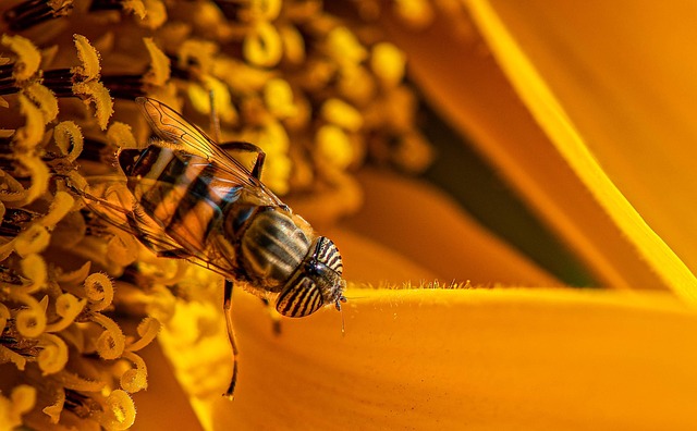 yellow-jacket-insect-640x480-32734770.jpeg