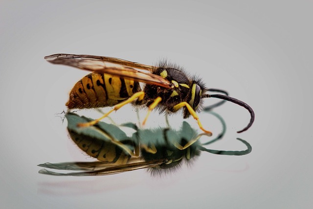 yellow-jacket-insect-640x480-4578444.jpeg