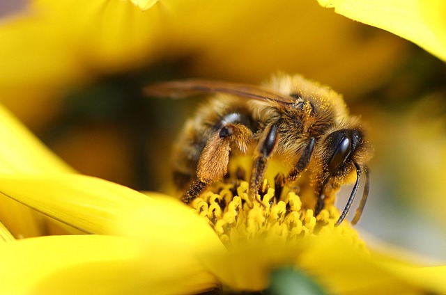 yellow-jacket-insect-640x480-54068273.jpeg