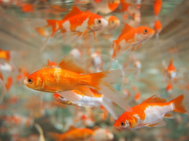 Scratch-Resistant Aquariums: Fresh vs Saltwater Maintenance Comparisons