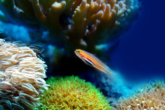 acrylic-vs-glass-aquariums-640x480-43788003.jpeg