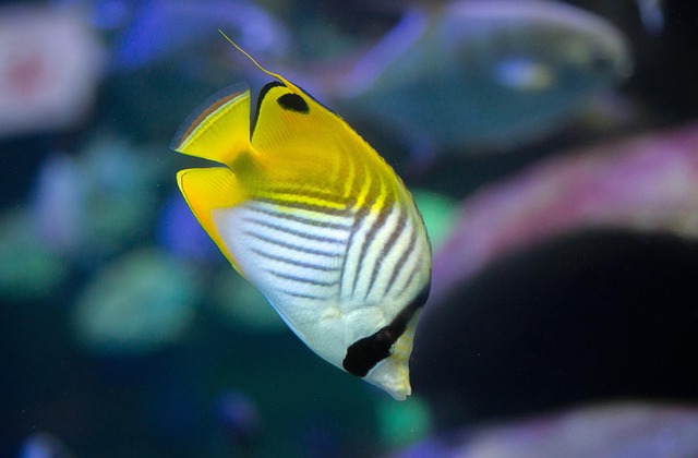 app-controlled-fish-tanks-640x480-19023998.jpeg