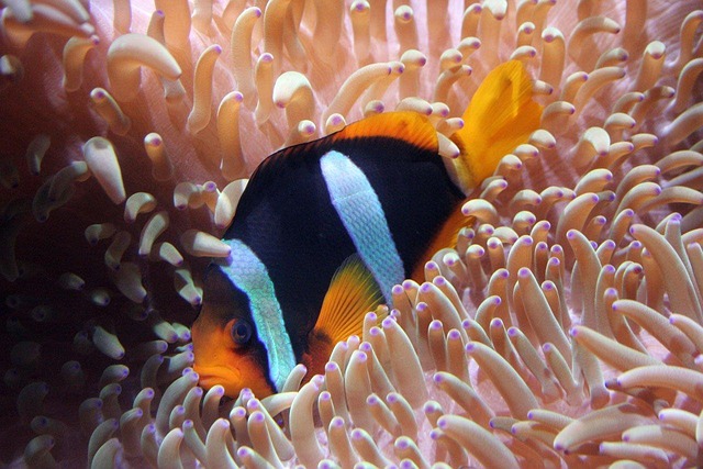 app-controlled-fish-tanks-640x480-79427998.jpeg