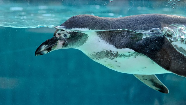 Revolutionizing Aquarium Exhibits: Eco-Friendly Design & Public Engagement for Marine Conservation