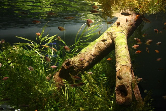 Cylindrical Aquariums: Crafting Museum-Quality Stunning Focal Points