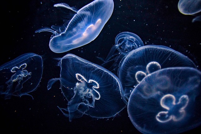 aquariums-for-zoos-640x480-4634970.jpeg