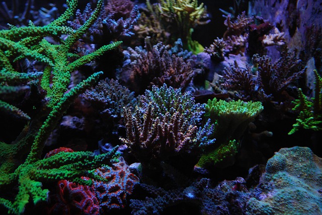artistic-rockwork-for-fish-tanks-640x480-12535206.jpeg