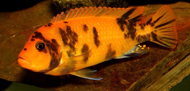 artistic-rockwork-for-fish-tanks-640x480-21533764.jpeg