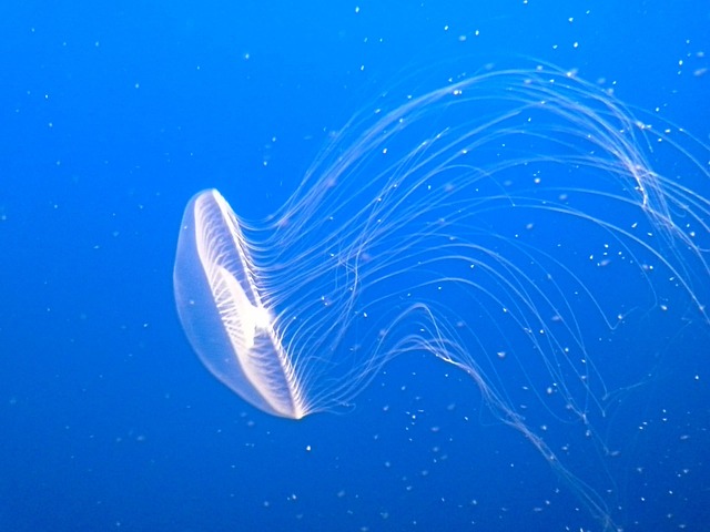 automated-aquarium-technology-640x480-4842497.jpeg