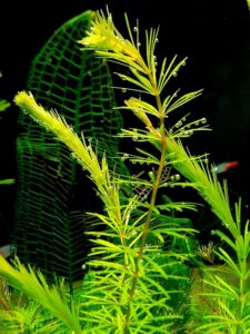 automated-aquarium-technology-640x480-61967551.jpeg