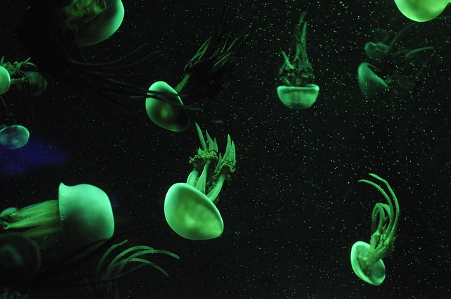 IoT Revolutionizes Automated Aquarium Technology for Seamless Control