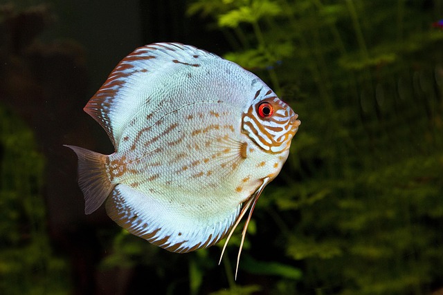 Automate Aquarium Security: Remote Monitoring Made Easy