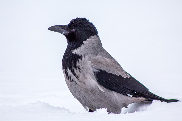 botox-for-crows-feet-640x480-64176013.jpeg